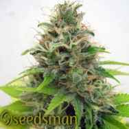 Seedsman Seeds Somango